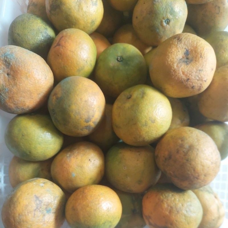

Jeruk Madu Asli Ukuran Super