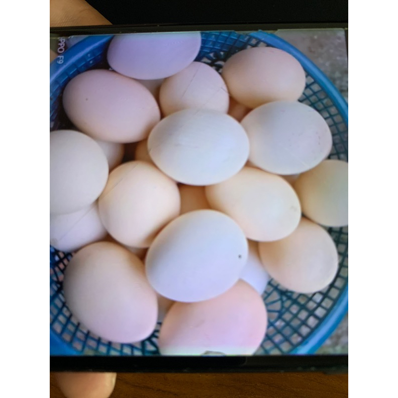 

Telur Ayam Kampung umbaran per butir