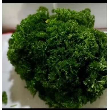 

petersely parsley fresh