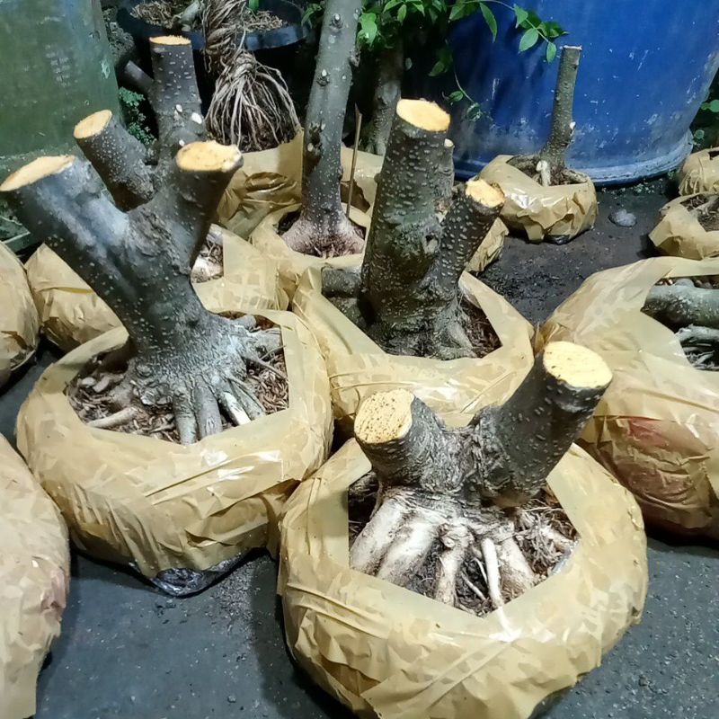 bahan bonsai anting putri,besar ekonomis