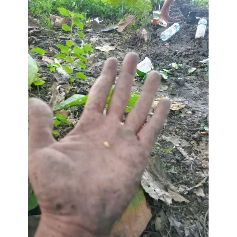 temuan metaldetektor logam kuning emas kecil