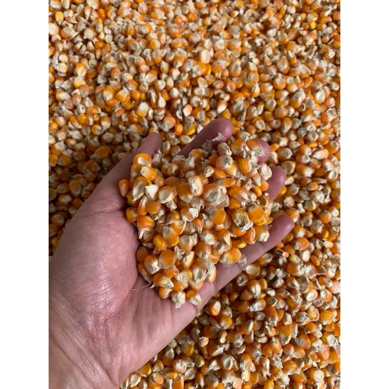 Jagung pipil kering sedang pakan ternak