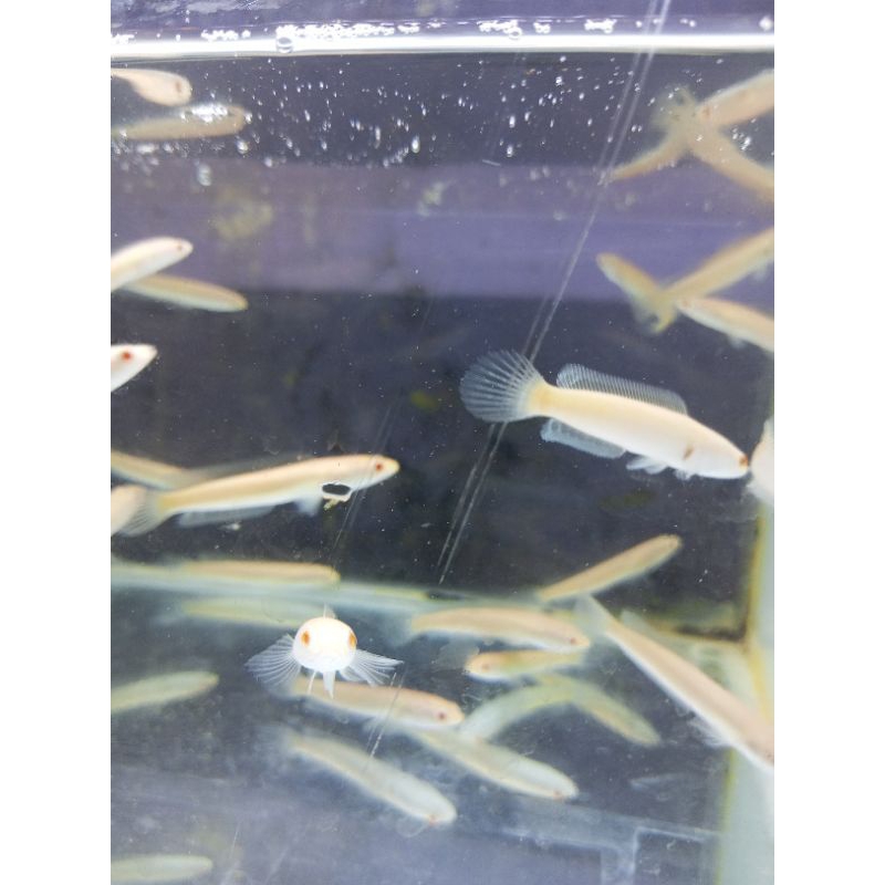 Miniatur Striata Albino