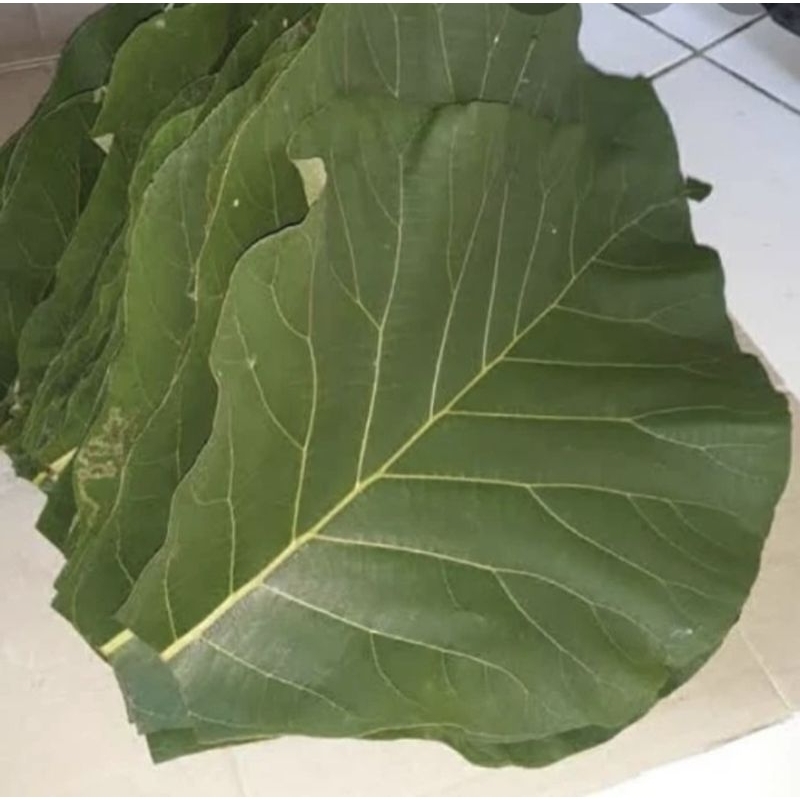 

daun jati segar 18 lembar