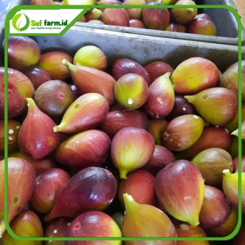 

buah tin Yordania blue Giant 500 gram