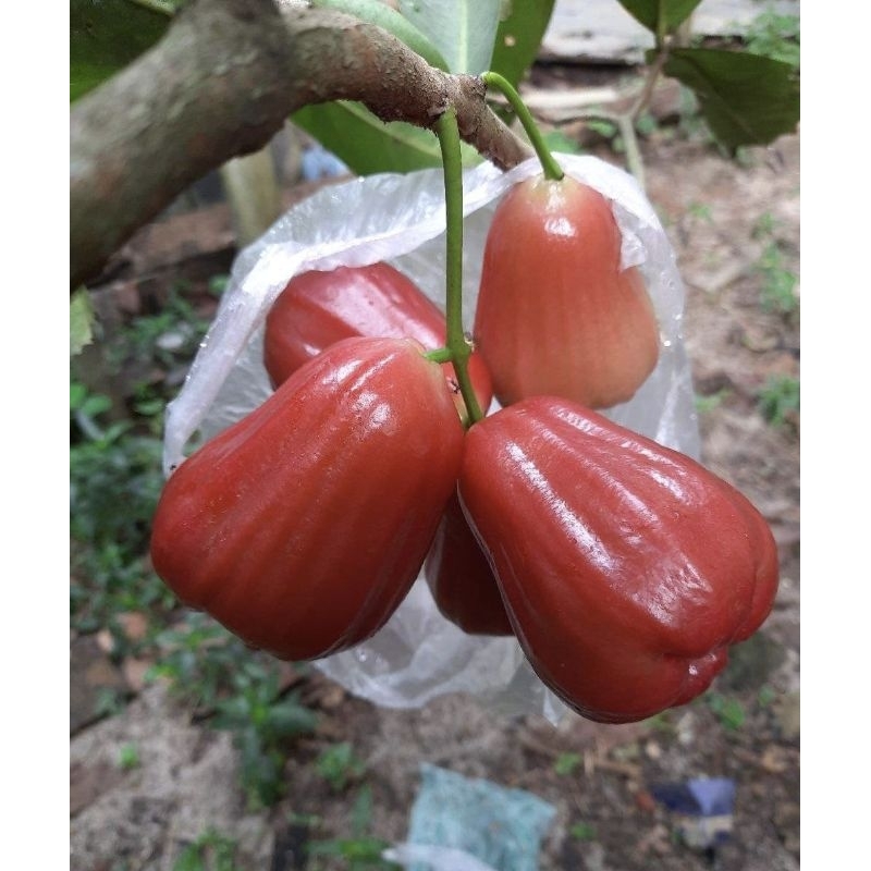 Bibit Jambu Kesuma Merah