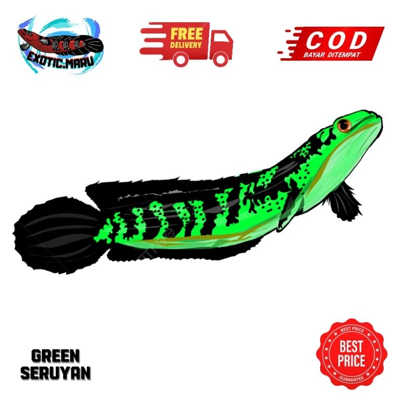 GREEN MARULIUS SERUYAN 10-12 CM