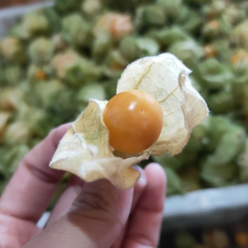 

ciplukan fresh 1 kg murah promo