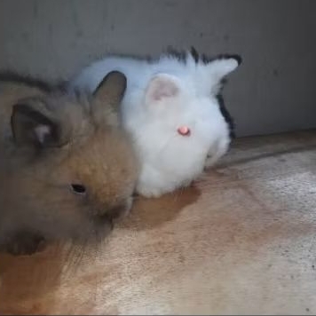 lionhead rabbits pure kelinci hias lion head