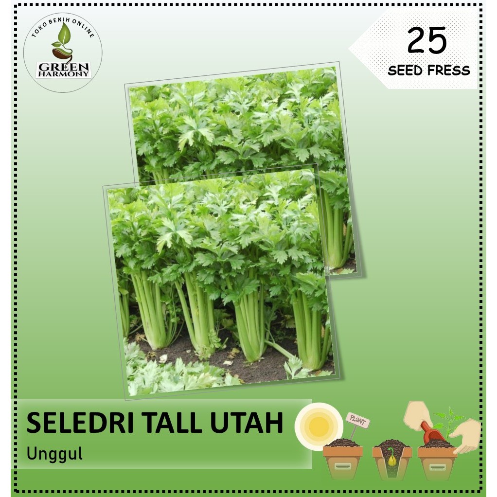 25 Biji - Seledri TALL UTAH (Seledri Batang Besar / Seledri Stik)
