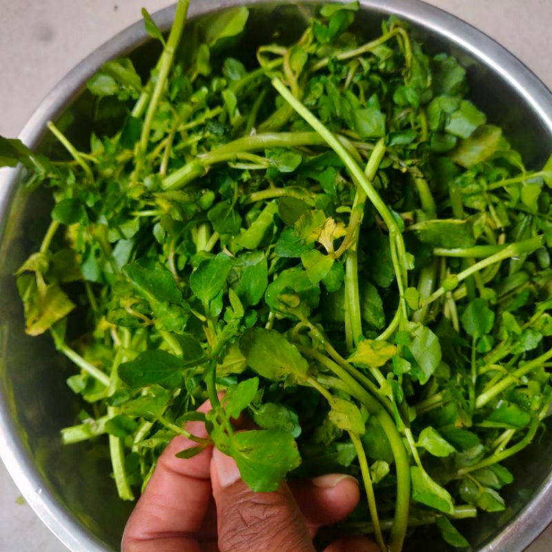 

Salada air 1 ikat Water Cress instant Pekanbaru