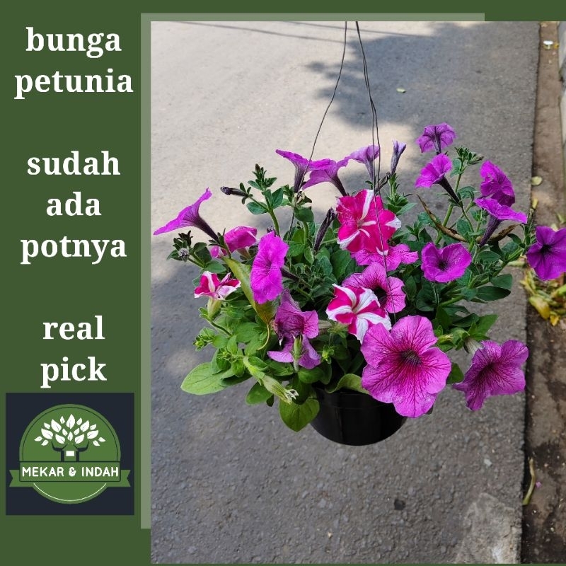 tanaman hias petunia, bunga petunia