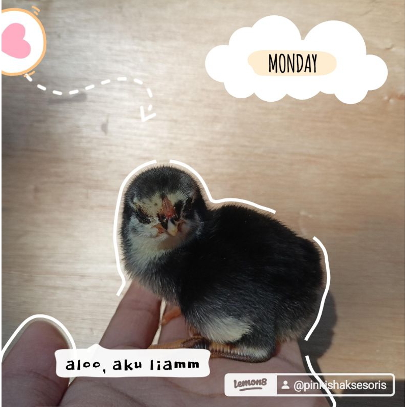 Pakan Ayam Pur 511