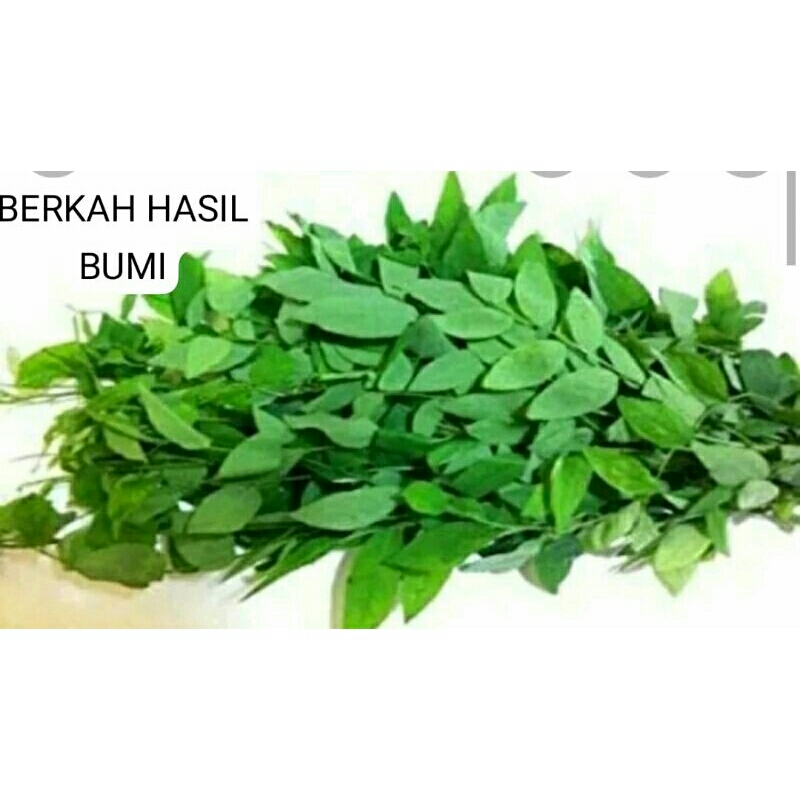 

OBRAL MURAH!!!100g DAUN KATUK SEGAR FRES 100g NON PESTISIDA daun pelancar ASI