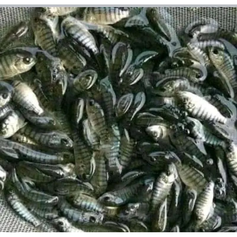 TERLARISS PAKET 100 EKOR NILA KEKAR U/K 3-4 PLUS BONUS PAKAN