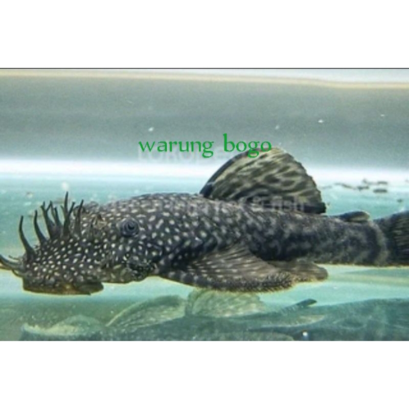 pembersih aquarium ikan hias sapu sapu 5eko