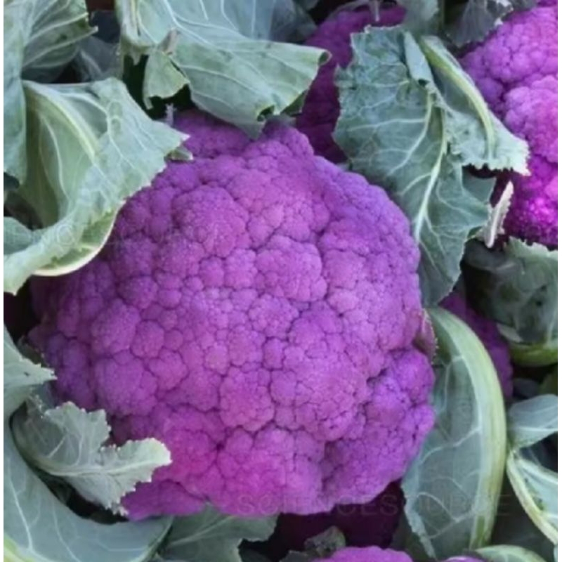 15 Benih Bunga Kol Kembang Kol Ungu