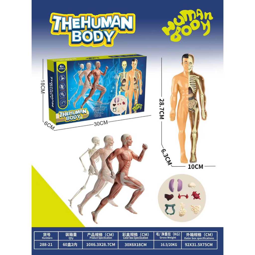 HUMAN BODY ANATOMY MODEL - MAINAN DOKTER - MAINAN TENGKORAK - HUMAN ORGANS - Mainan edukasi kedokter