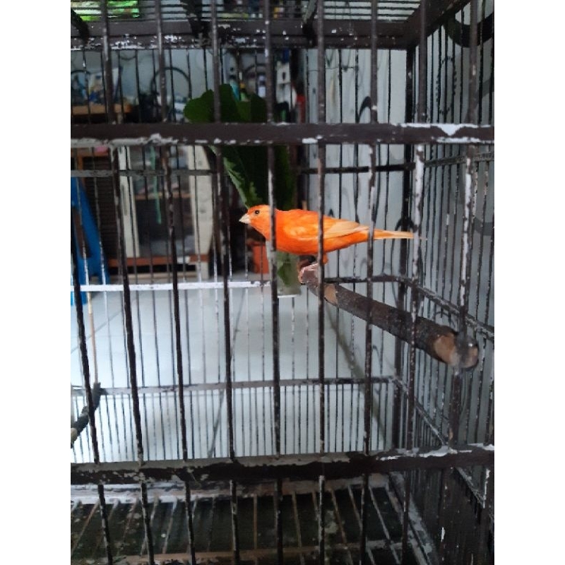 Burung kenari merlok jantan