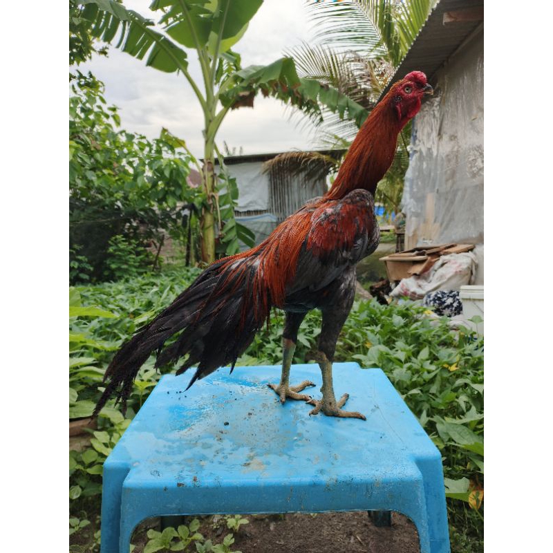 ayam hias aseel beak long tail ori