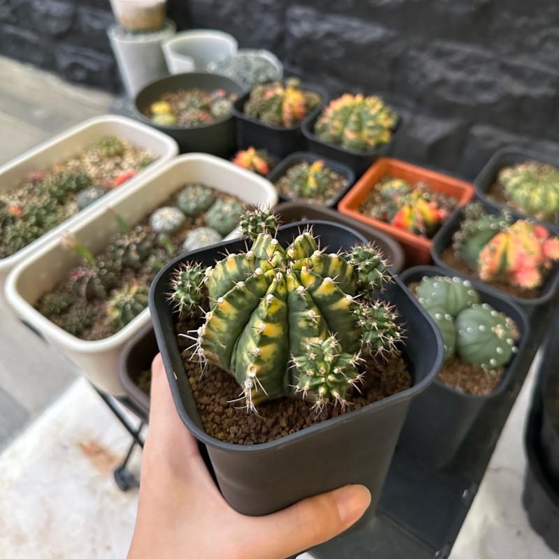 Kaktus Gymno Var Kuning (2 - 3 cm) / Cactus Gymno Var Yellow / Kaktus Hias / Kaktus Lucu