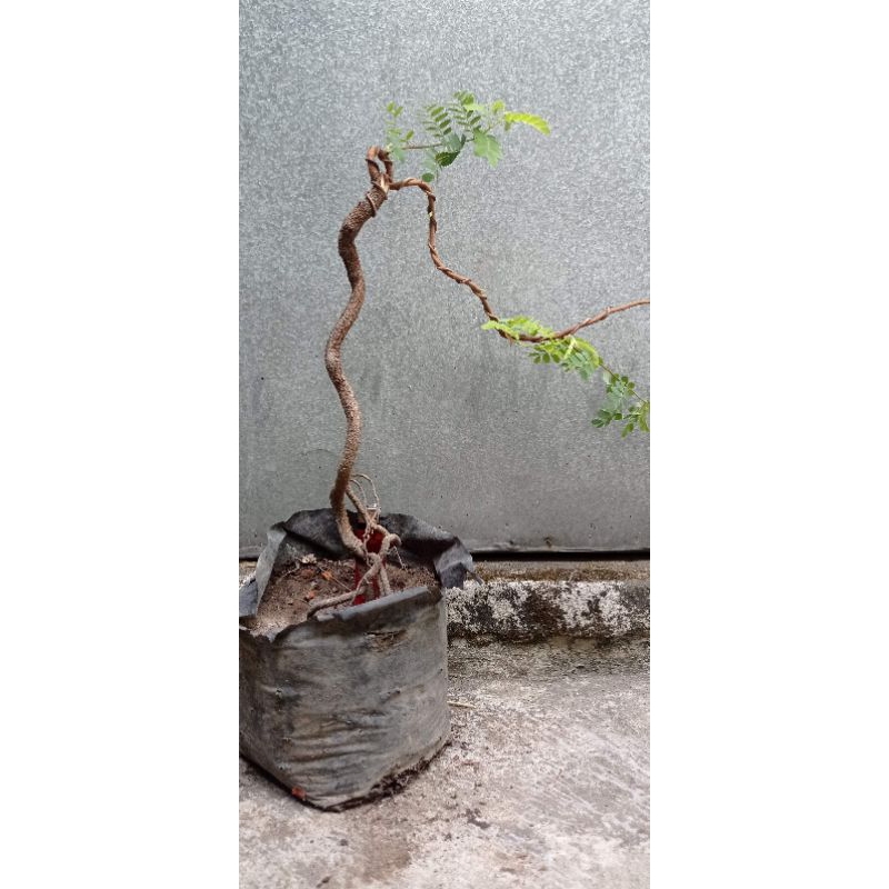 bahan bonsai asem jawa dari biji sesuai gambar