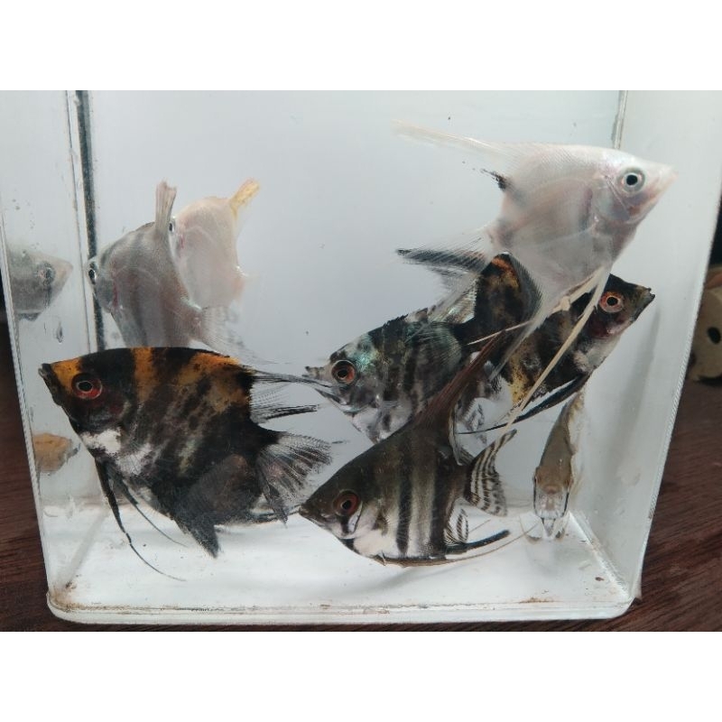 Ikan Manfish atau layang layang  kecil seukuran koin