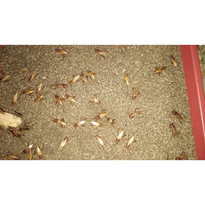 

Telur jangkrik madu kunyit 500 gr berkwalitas dan garansi