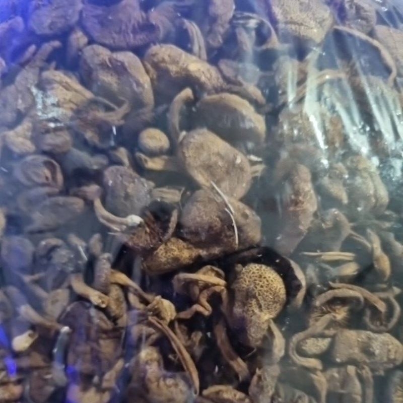 

jamur sukat / hiong ku asli belitung sudah jemur kering