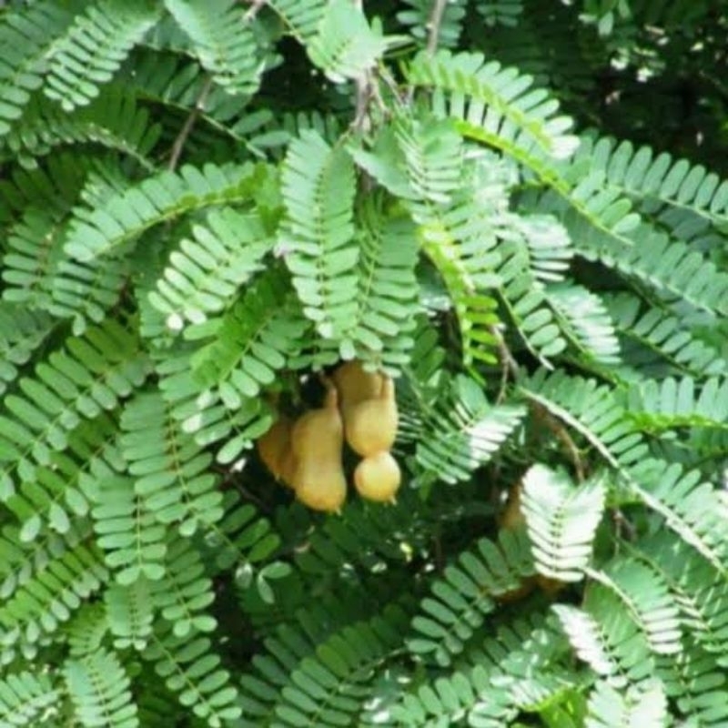 

1KG daun asam jawa Organik ( non pestisida ) untuk obat