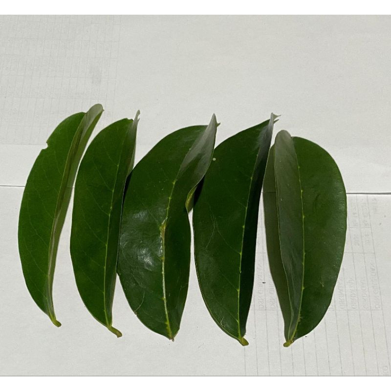 

daun sersak segar (250 gr)