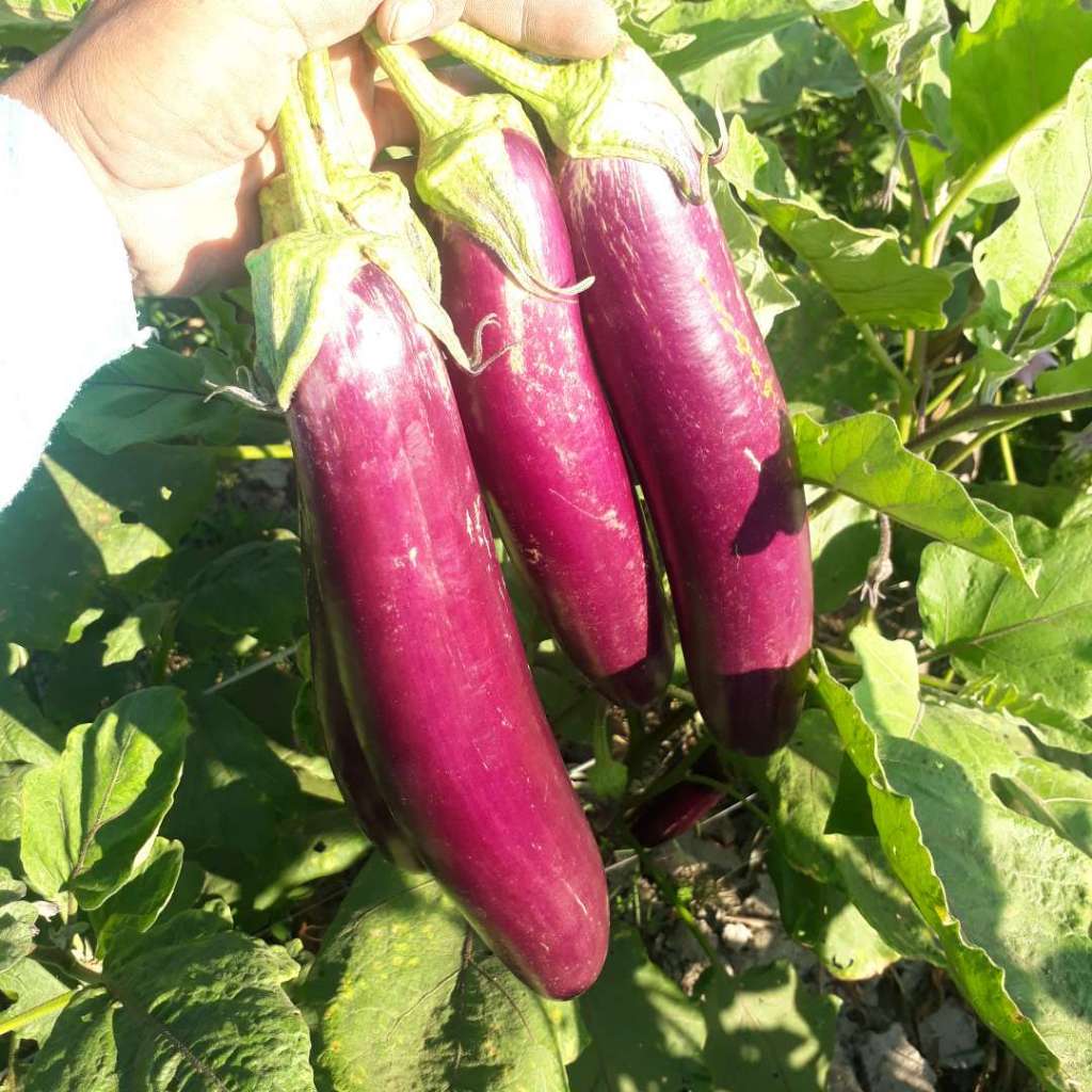 4pcs bibit terong prince epa+bnus 1 bibit