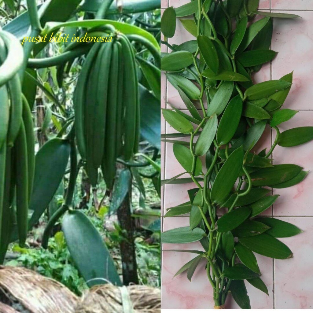 BIBIT UNGGUL TANAMAN VANILI PLANIFOLIA/TAHITI STEK 2 METER