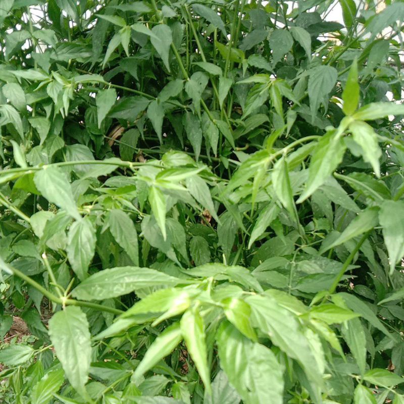 

daun belalai gajah segar 115 gr di pesan baru petik