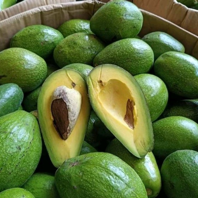 

ALPUKAT MENTEGA Murah 1 kg isi 3 atau 4 Buah