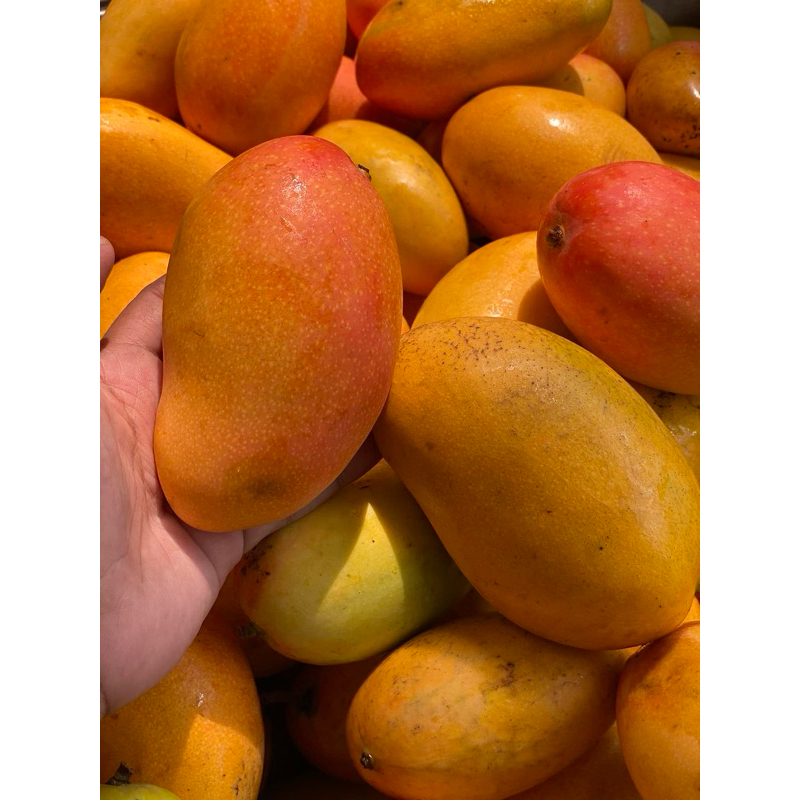 

Mangga Podang Gunung Masak Pohon Berat 1 Kg