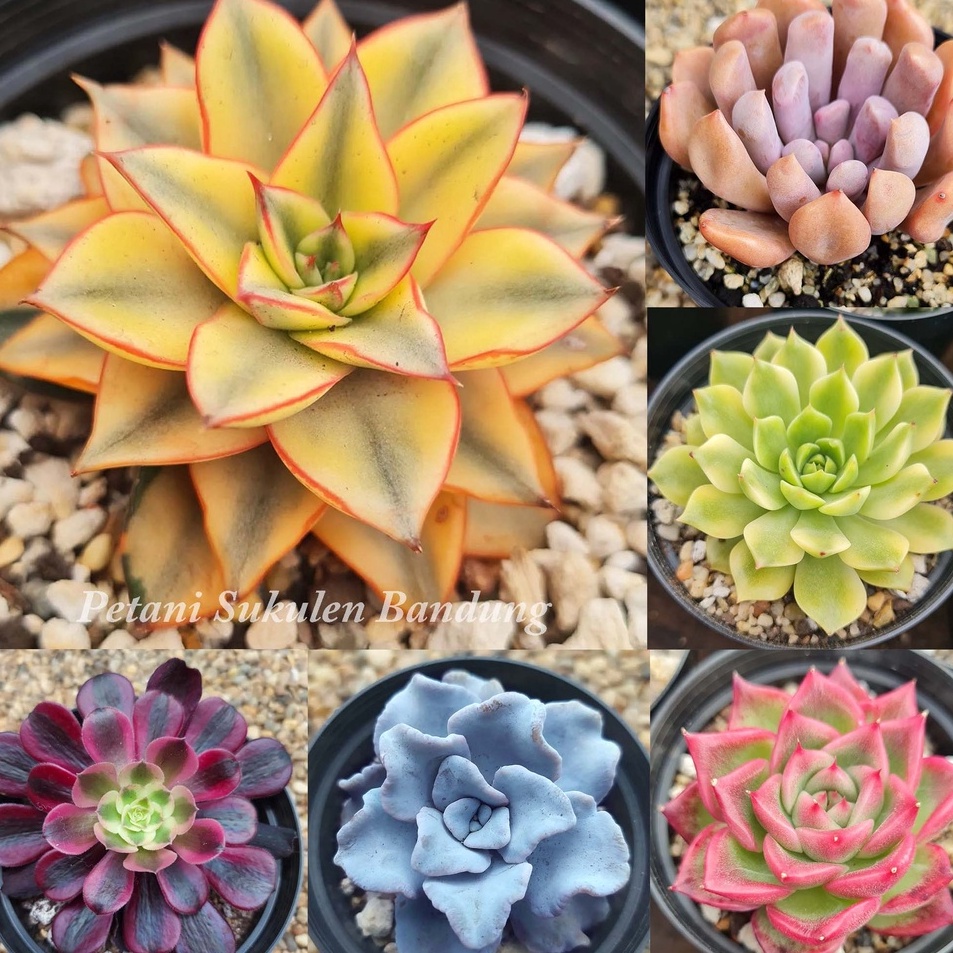 Best Price SUKULEN KAKTUS PREMIUM IMPORT PILIH sekulen skulen GRATIS POT hiasan cactus Tanaman hias 