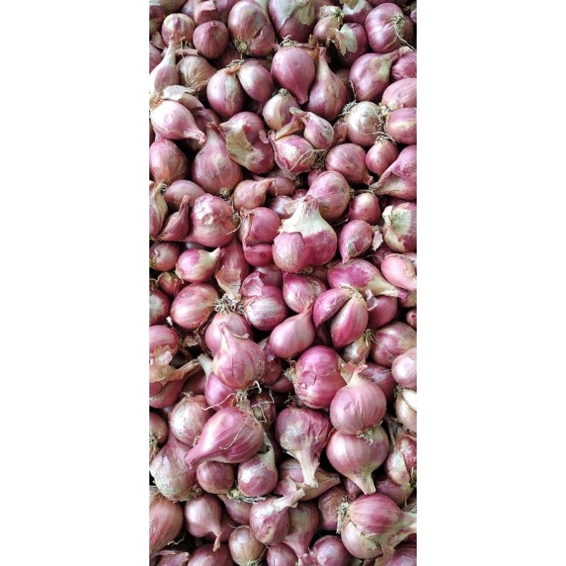 

Bawang Merah Asli Nganjuk 1/2 kg ukuran Sedang