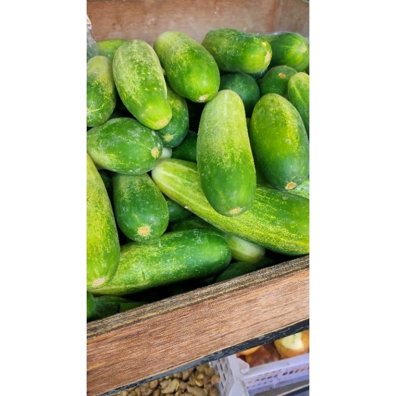 

COD INSTAN timun kecil timun lombok timun kapsul timun rujak