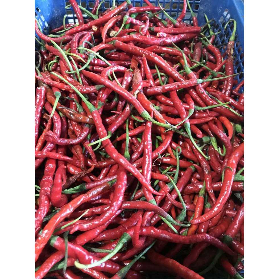 

Bisa COD!! Cabai kriting super 500 gram