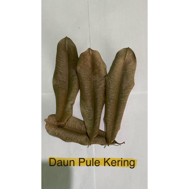 

daun pule kering