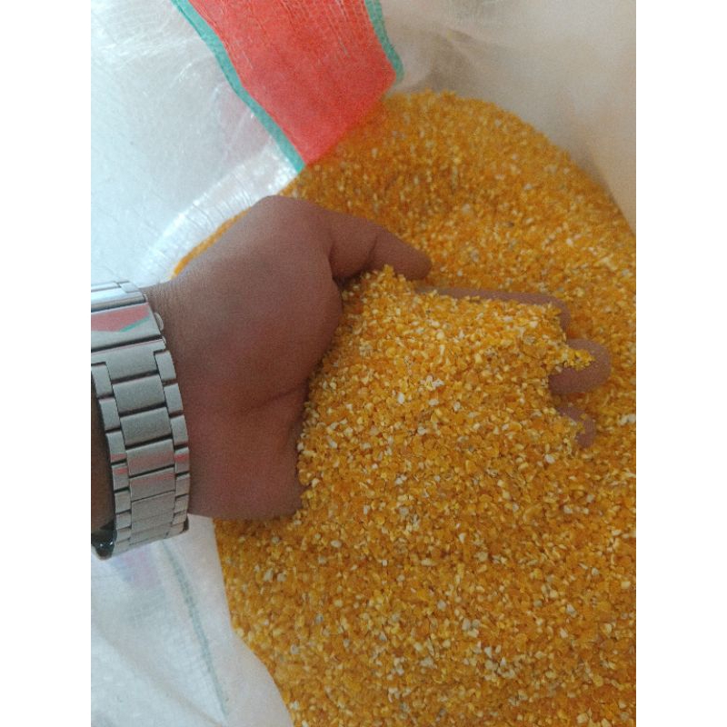 

BERAS JAGUNG UNTUK AYAM SIAPAN