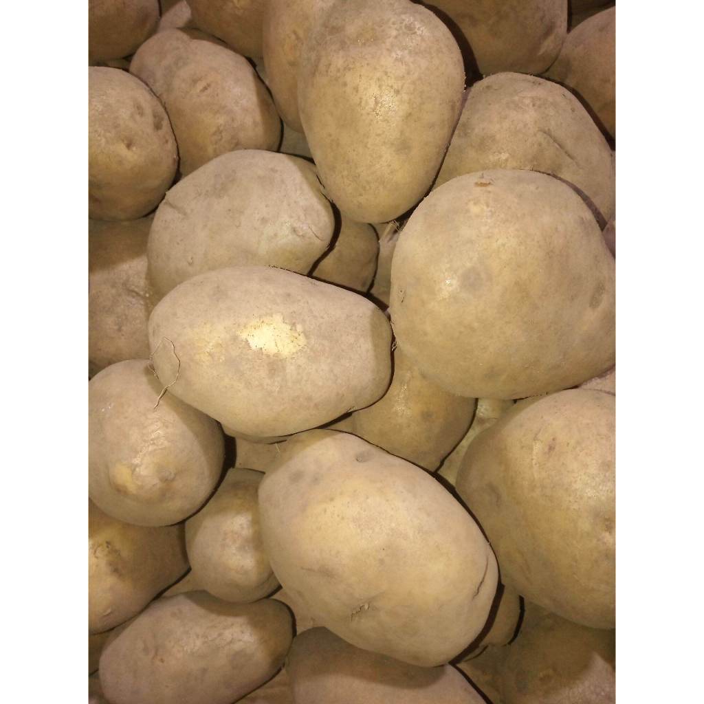 

Bisa COD!!! Kentang jumbo super 500 gram