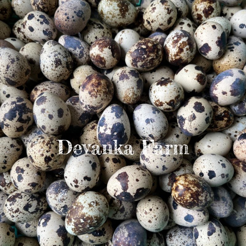 

Telur Puyuh Fresh Langsung Dari Kandang Ternak Per Butir
