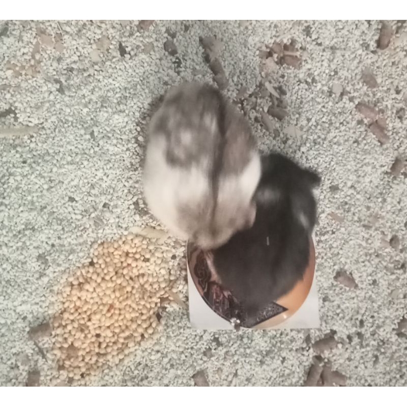 Hamster Betina Campbell (Paket ternak Indukan Campbell dan Siapan Campbell)