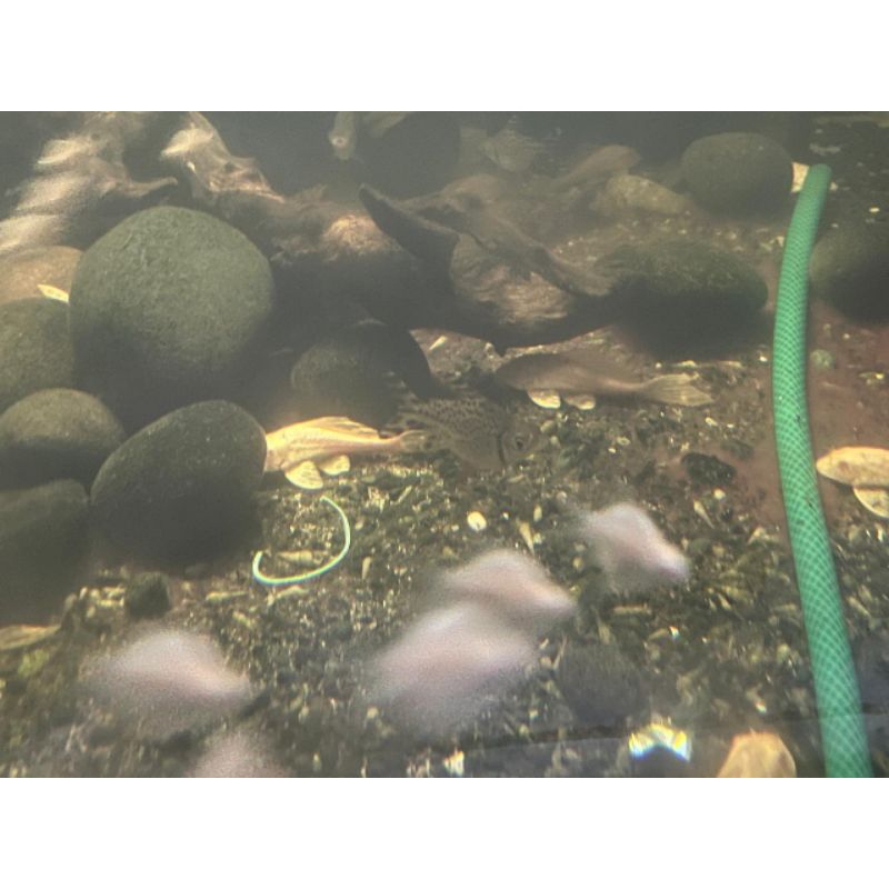 Kaviat SB king Green