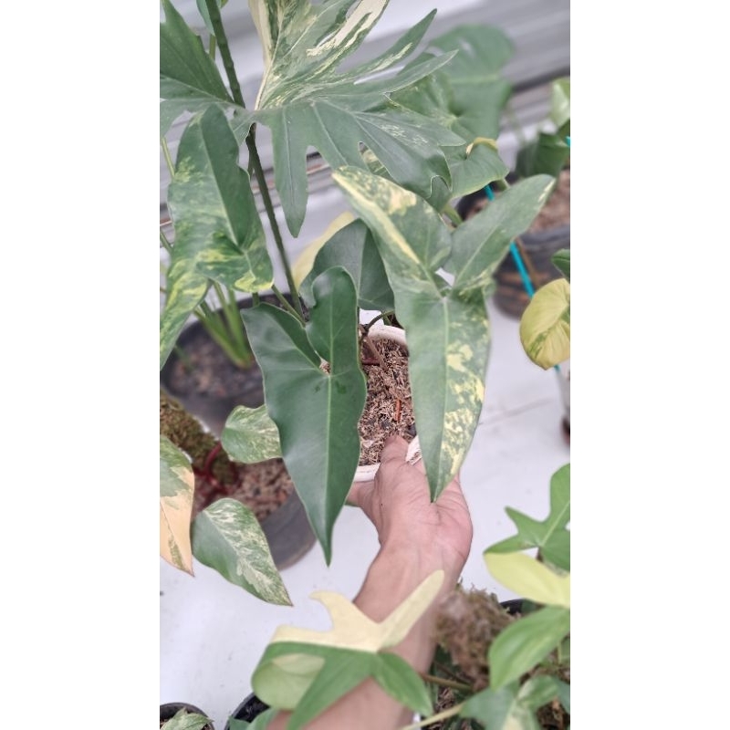 thoumatophyllum angela variegata / philodendron angela variegata