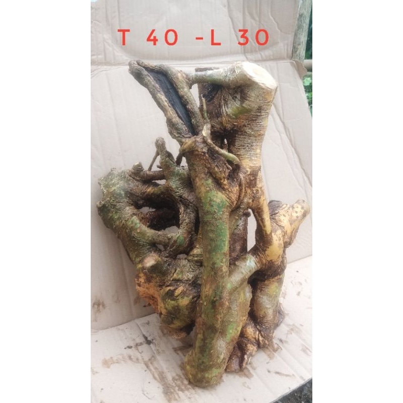 kayu akar mimang asli alam