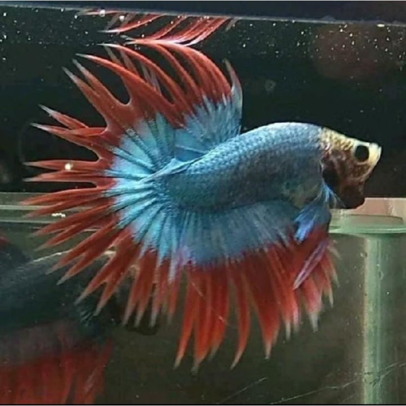 ikan cupang serit jantan galak istimewa