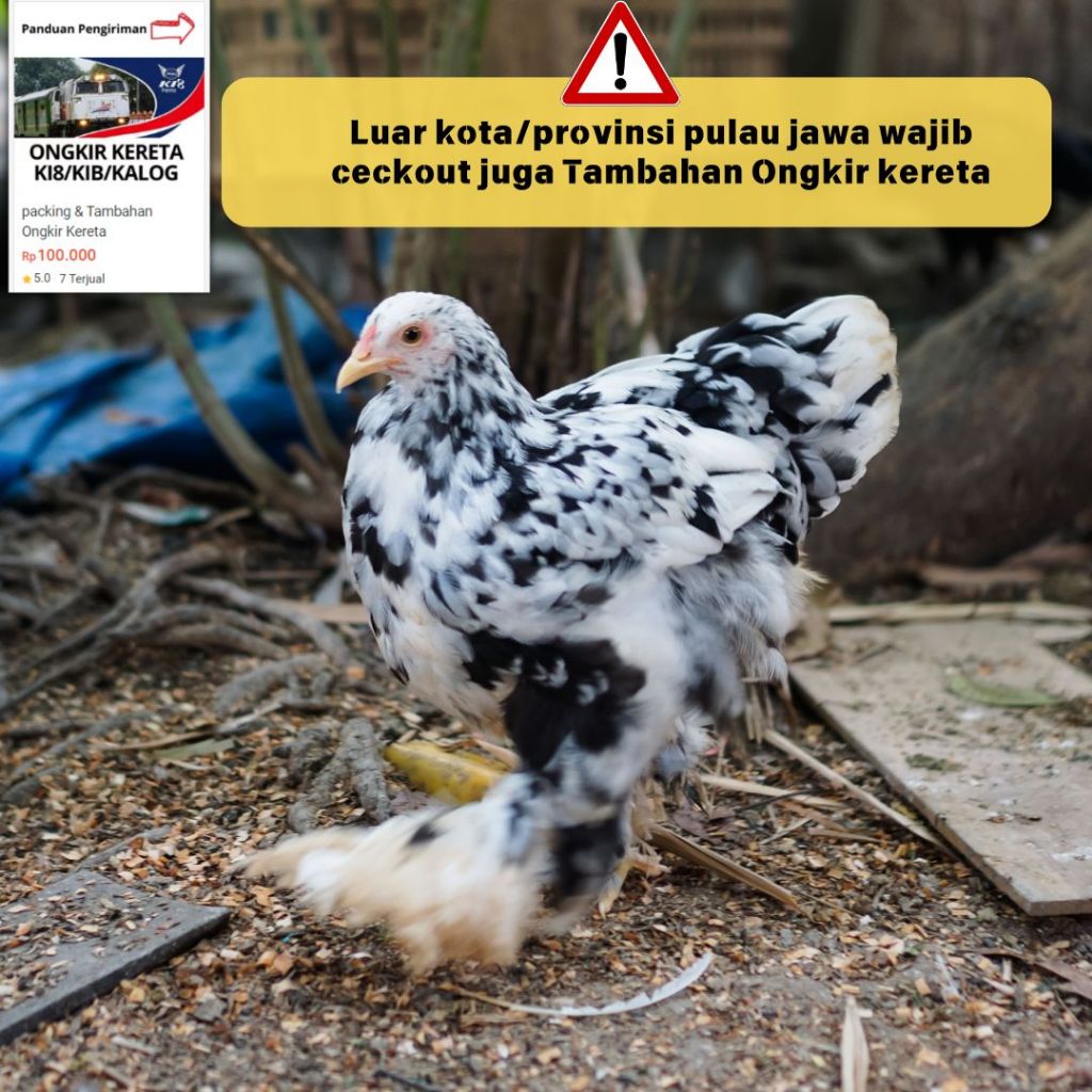 Ayam Brahma Black Mottled Betina KUALITAS Usia 3 Bulan [Wajib Baca Deskripsi]